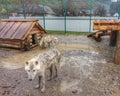 White polar wolf in the zoo Royalty Free Stock Photo