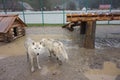 White polar wolf in the zoo Royalty Free Stock Photo