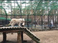 White polar wolves Forest wolves or gray wolves, forest wolf pack, Close-up of a wolf behind bars in a zoo