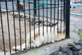 White polar wolves Forest wolves or gray wolves, forest wolf pack, Close-up of a wolf behind bars in a zoo