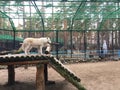 White polar wolves Forest wolves or gray wolves, forest wolf pack, Close-up of a wolf behind bars in a zoo