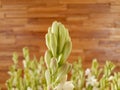 A white Polianthes tuberosa`s bud in front of wooden wall