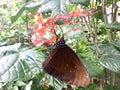 White polka dots on Brown Butterfly. Royalty Free Stock Photo