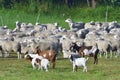 White Polled Heath and Boer goat Royalty Free Stock Photo