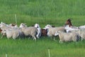 White Polled Heath and Boer goat Royalty Free Stock Photo