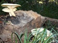 Large White Polypore Mushrooms Growing on a Stump