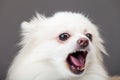 White pomeranian barking Royalty Free Stock Photo