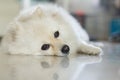 White pomeranian cute dog