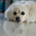 White pomeranian cute dog