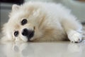 White pomeranian cute dog