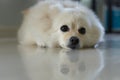 White pomeranian cute dog