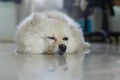 White pomeranian cute dog