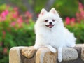 White Pomeranian dog