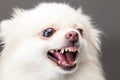 White pomeranian dog barking