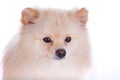 White pomeranian dog close up face Royalty Free Stock Photo