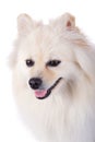 White pomeranian dog close up face Royalty Free Stock Photo