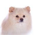 White pomeranian dog close up face Royalty Free Stock Photo