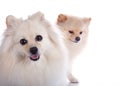 White pomeranian dog close up face Royalty Free Stock Photo