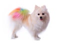 White pomeranian dog grooming colorful tail Royalty Free Stock Photo