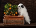 Pomeranian dog with tangerine and basket