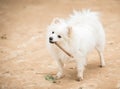 White Pomeranian Lulu playing with a stick Royalty Free Stock Photo