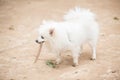 White Pomeranian Lulu playing with a stick Royalty Free Stock Photo