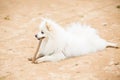 White Pomeranian Lulu playing with a stick Royalty Free Stock Photo