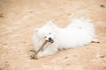 White Pomeranian Lulu playing with a stick Royalty Free Stock Photo