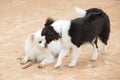 White Pomeranian Lulu playing with a stick Royalty Free Stock Photo