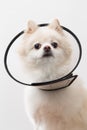 White Pomeranian with protective lampshade