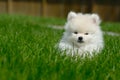 White Pomeranian Puppy on Lawn Royalty Free Stock Photo