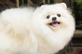 White pomeranian smile