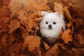White pomeranian spitz dog hiding in fallen leaves