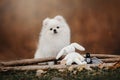 White pomeranian spitz dog posing outdoors in autumn