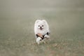 White pomeranian spitz dog running outdoors on grass