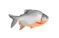White pomfret fish or fresh pampus argenteus isolated on white background and clipping path