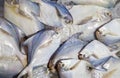 White Pomfret, fish .Fresh white Pomfret Fish in market preserved with salt and ice. Royalty Free Stock Photo