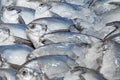 White Pomfret fish, Pompano Bawal, chilled on ice, selective focus Royalty Free Stock Photo