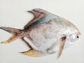 white pomfret fish with wide yellow fins
