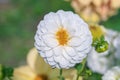 White pompon dahlia. Flower type group 7.