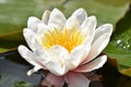 White Pond Lilly in bloom