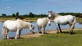 White ponies by lake beautiful sunny summer day