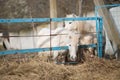 White ponies in the paddock