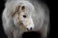 White Pony on Black Background Royalty Free Stock Photo