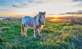 White pony with black dots in the foreground wild in a sunset