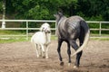 White pony and black horse running on the farm Royalty Free Stock Photo