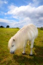 White pony eating grass