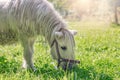 a white pony grazes in a meadow, a small horse eats grass Royalty Free Stock Photo