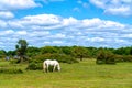 White pony grazing New Forest Hants England UK Royalty Free Stock Photo