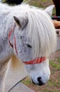 White Pony Royalty Free Stock Photo